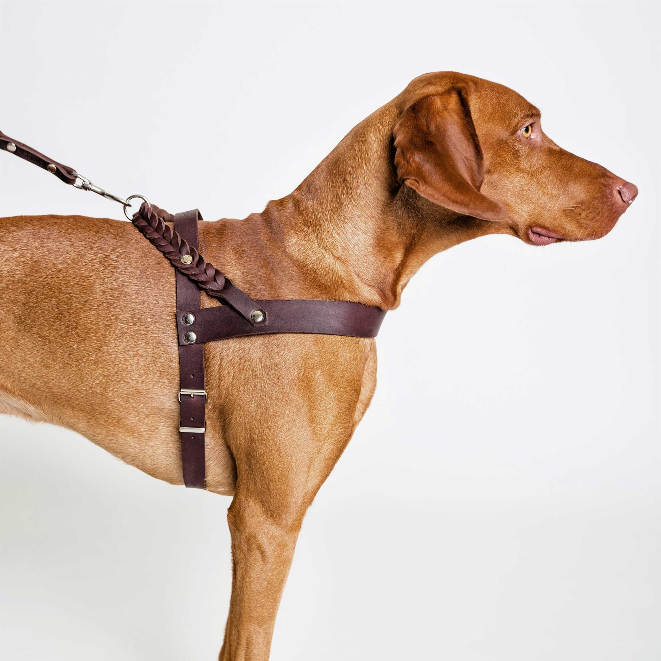 Правильная шлейка для собаки. Шлейка Comfy harness. Dog Collar шлейка для собаки. Шлейка Eagloo. Шлейка Faloria.